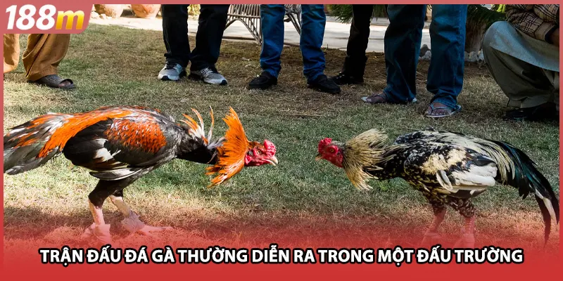 Trận đấu đá gà thường được tổ chức trong một đấu trường.